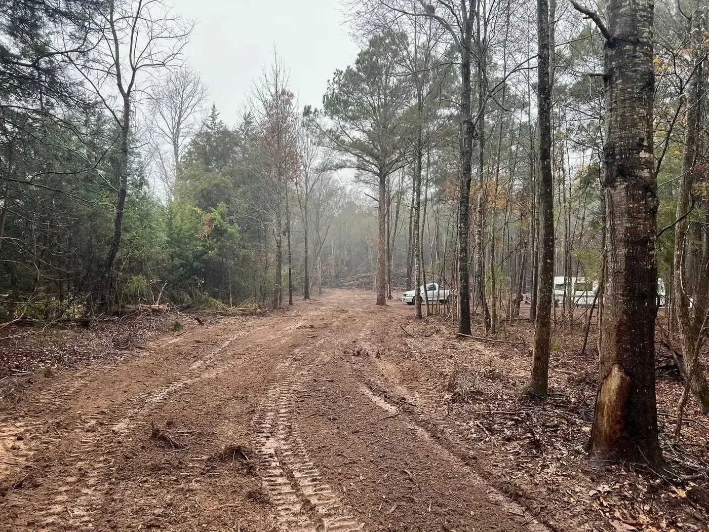 Access road cut through pine woods