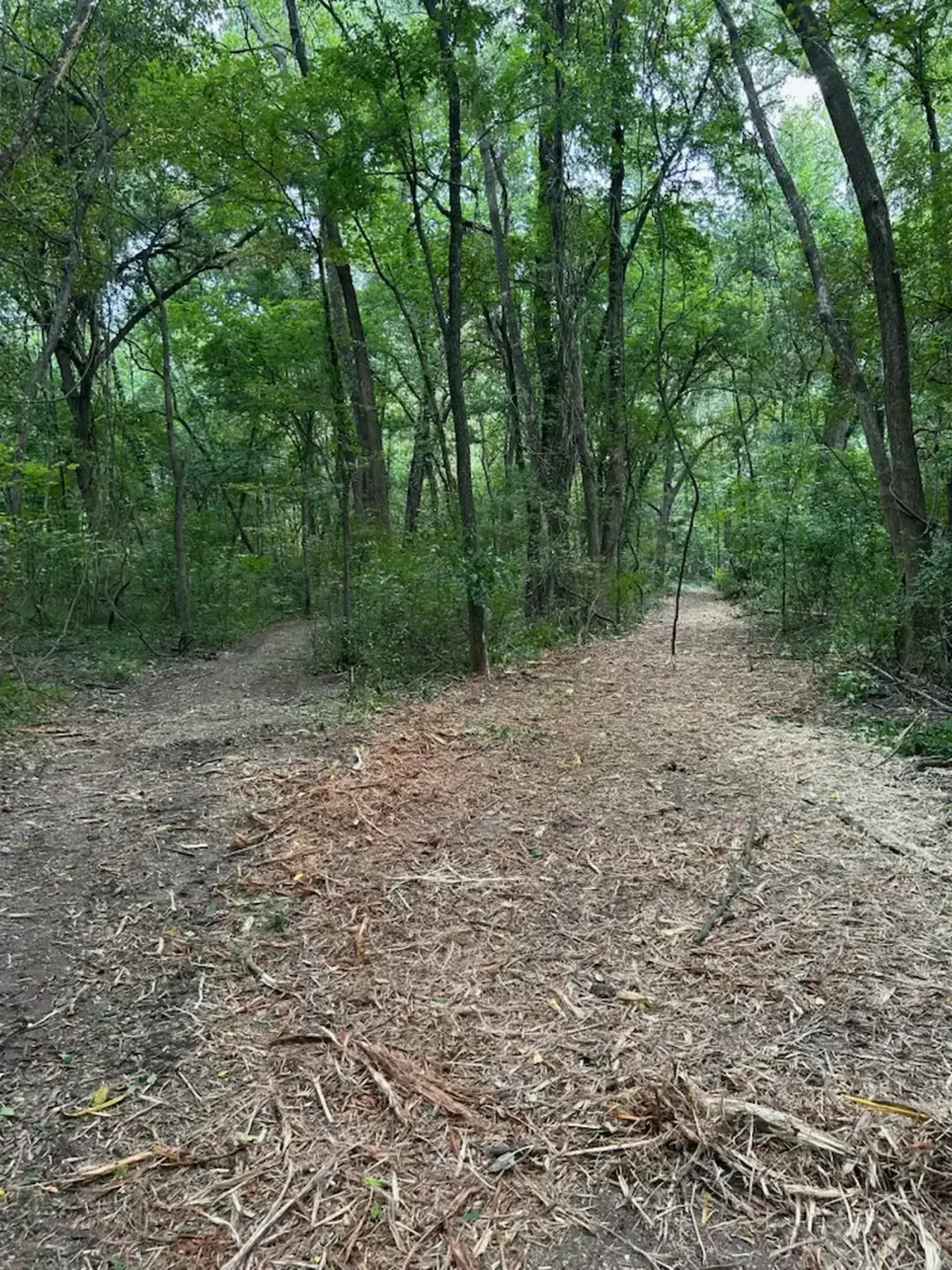 Trail mulched through dense woods, covered in fresh wood chips
