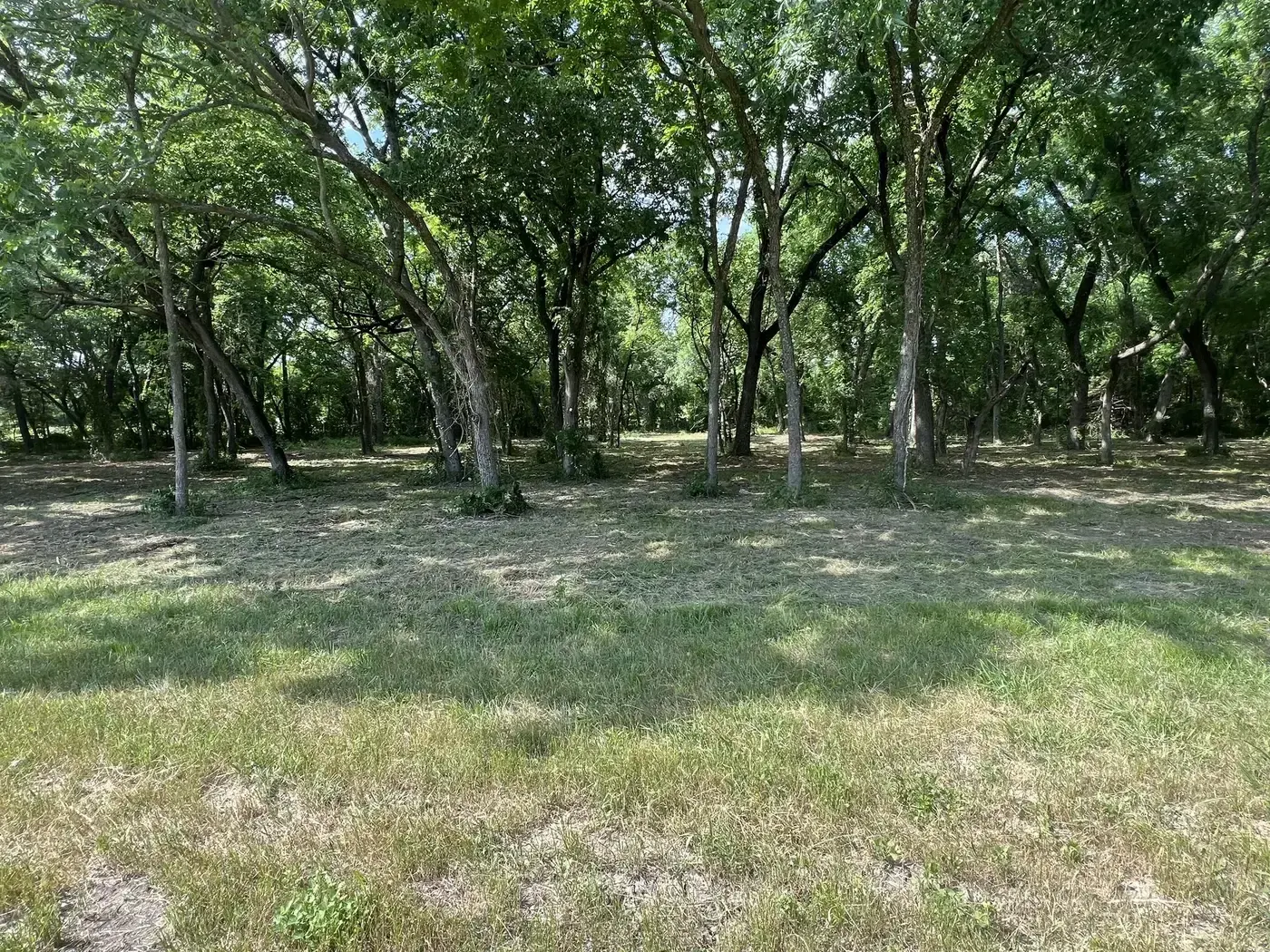 Pecan grove opened up after underbrush clearing, with mature trees left standing