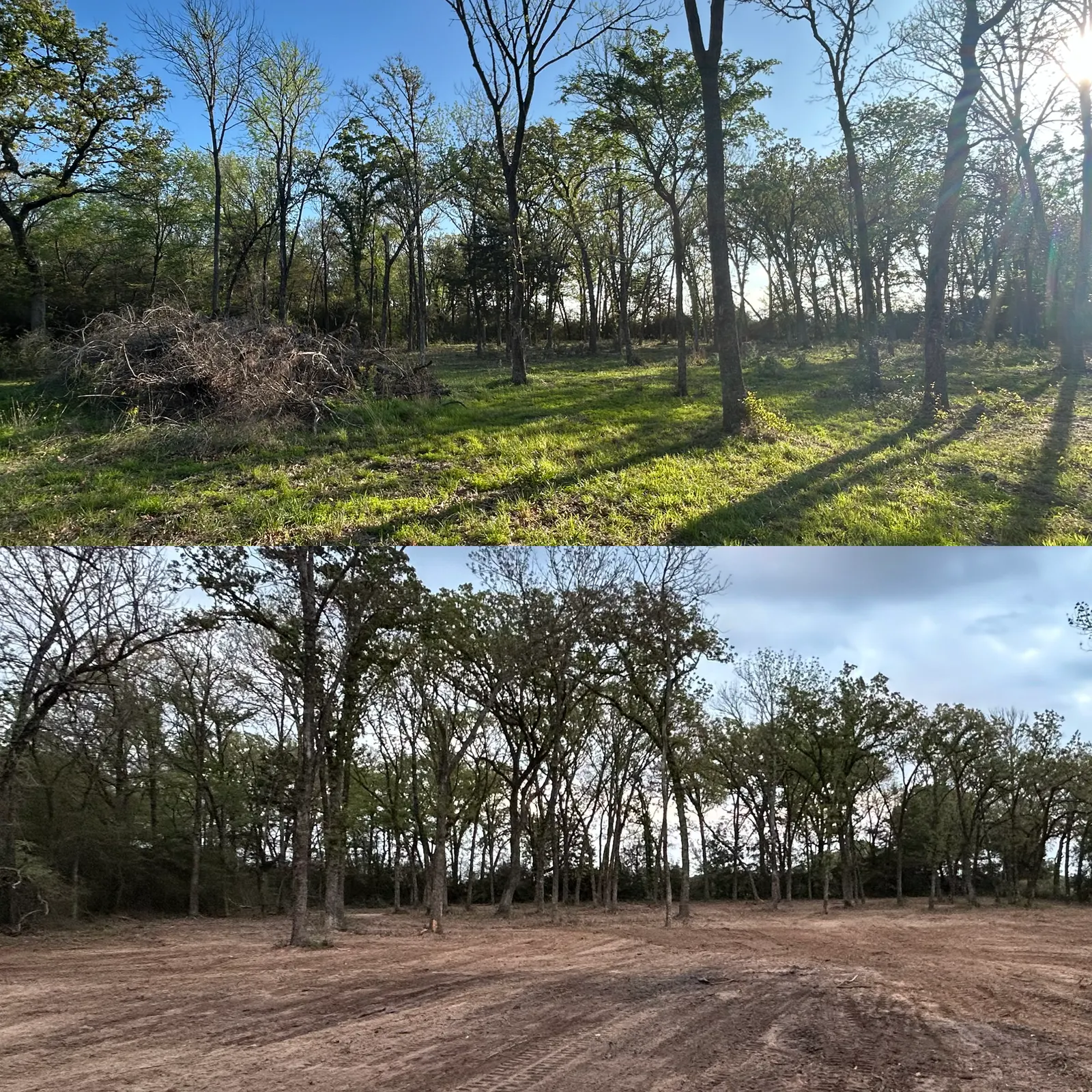Before and after: overgrown woods opened up by forestry mulching