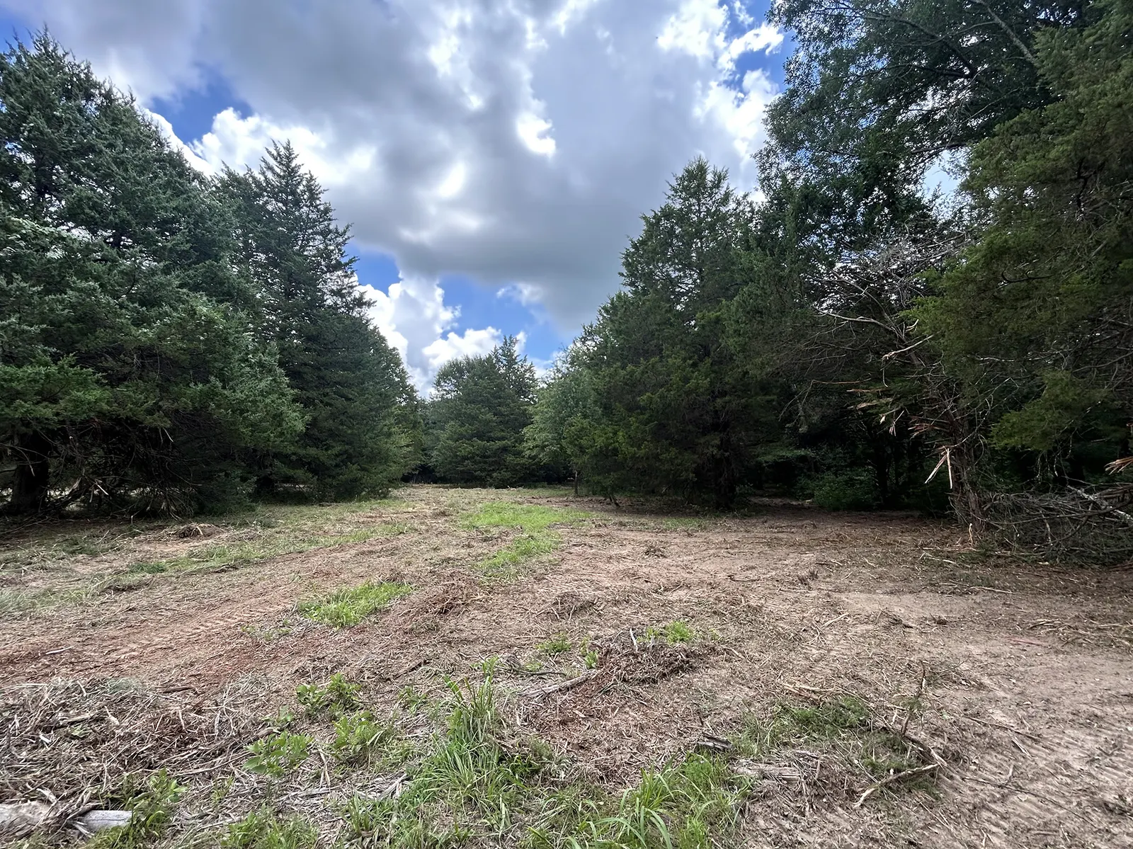 Wooded lot cleared down to bare ground