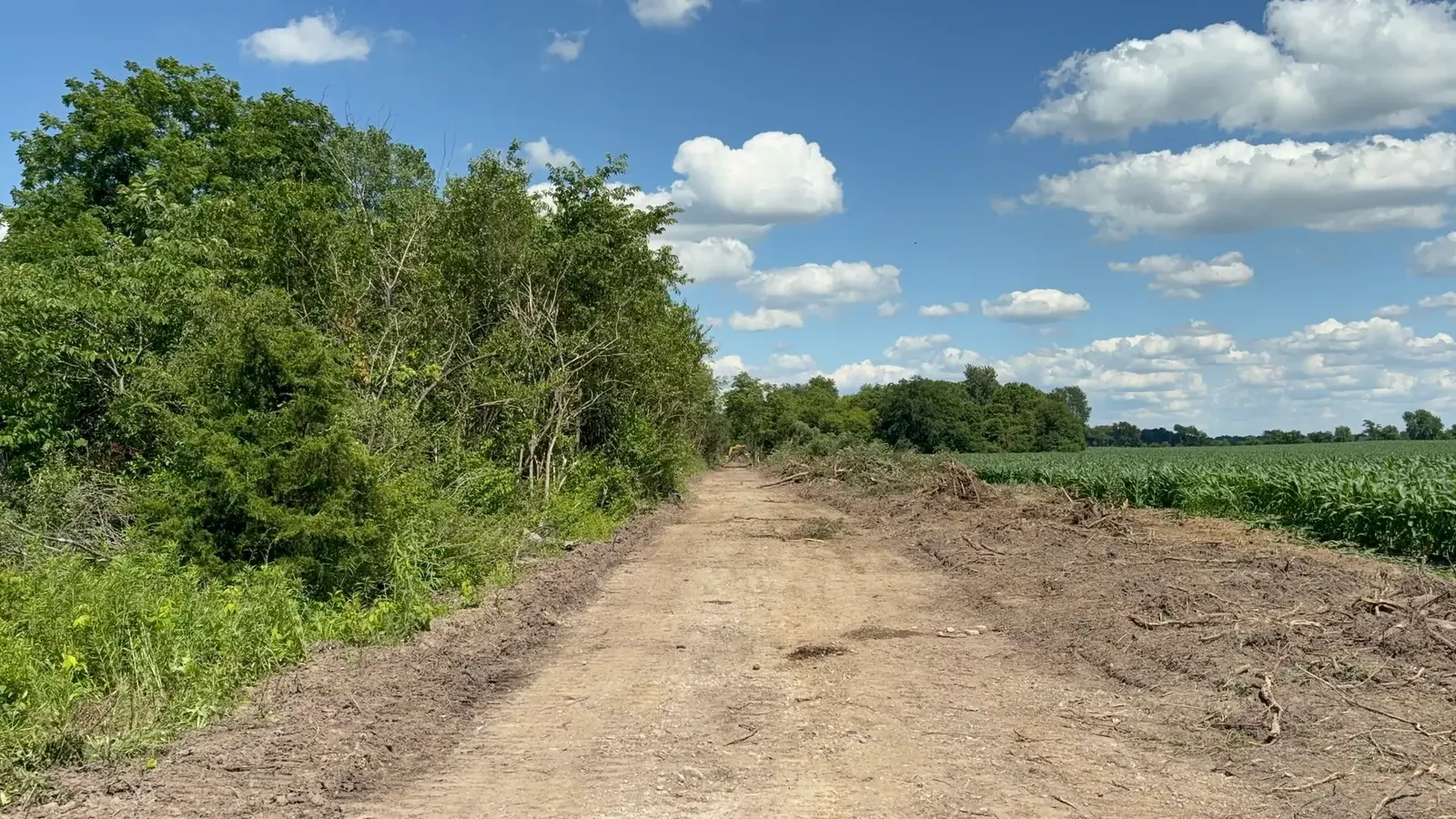 Wide cleared strip between a tree line and a soybean field
