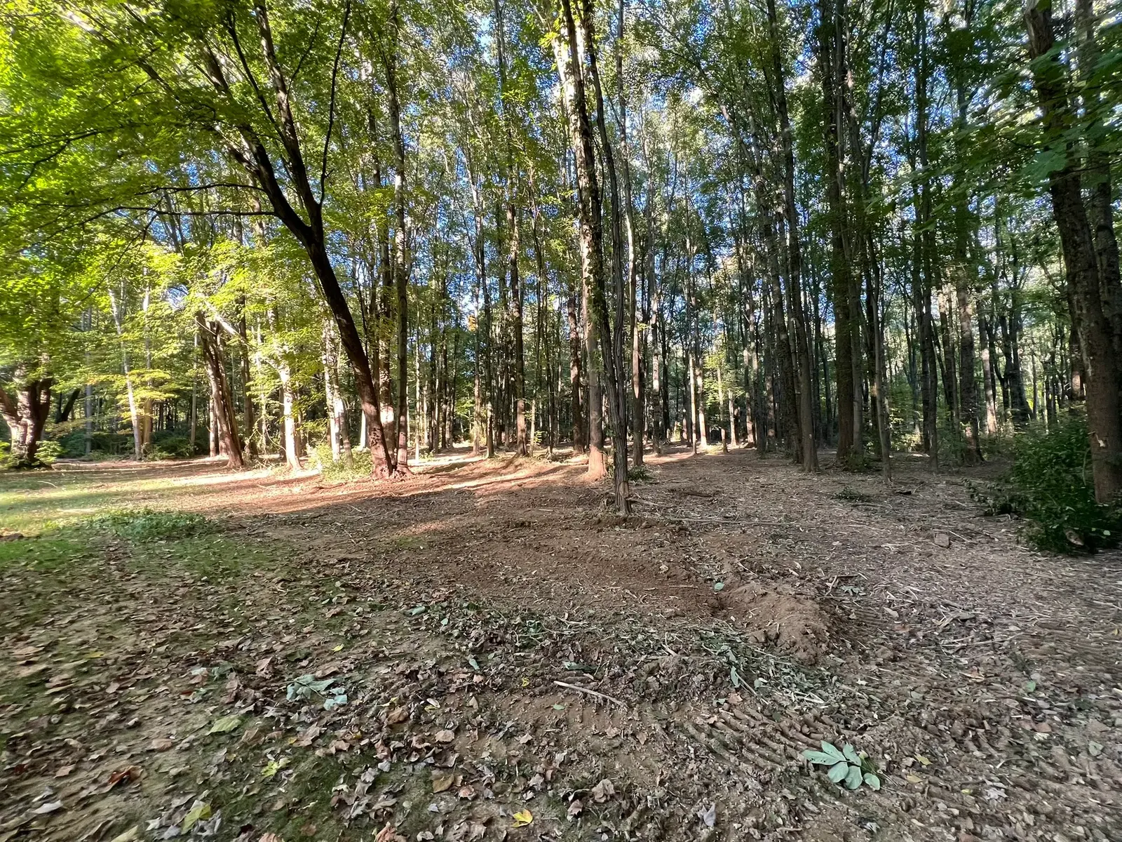 Wooded property with the understory cleared and the ground covered in mulch