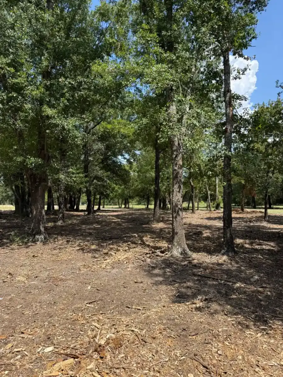 Oak lot opened up by forestry mulching with a mulched floor under the trees
