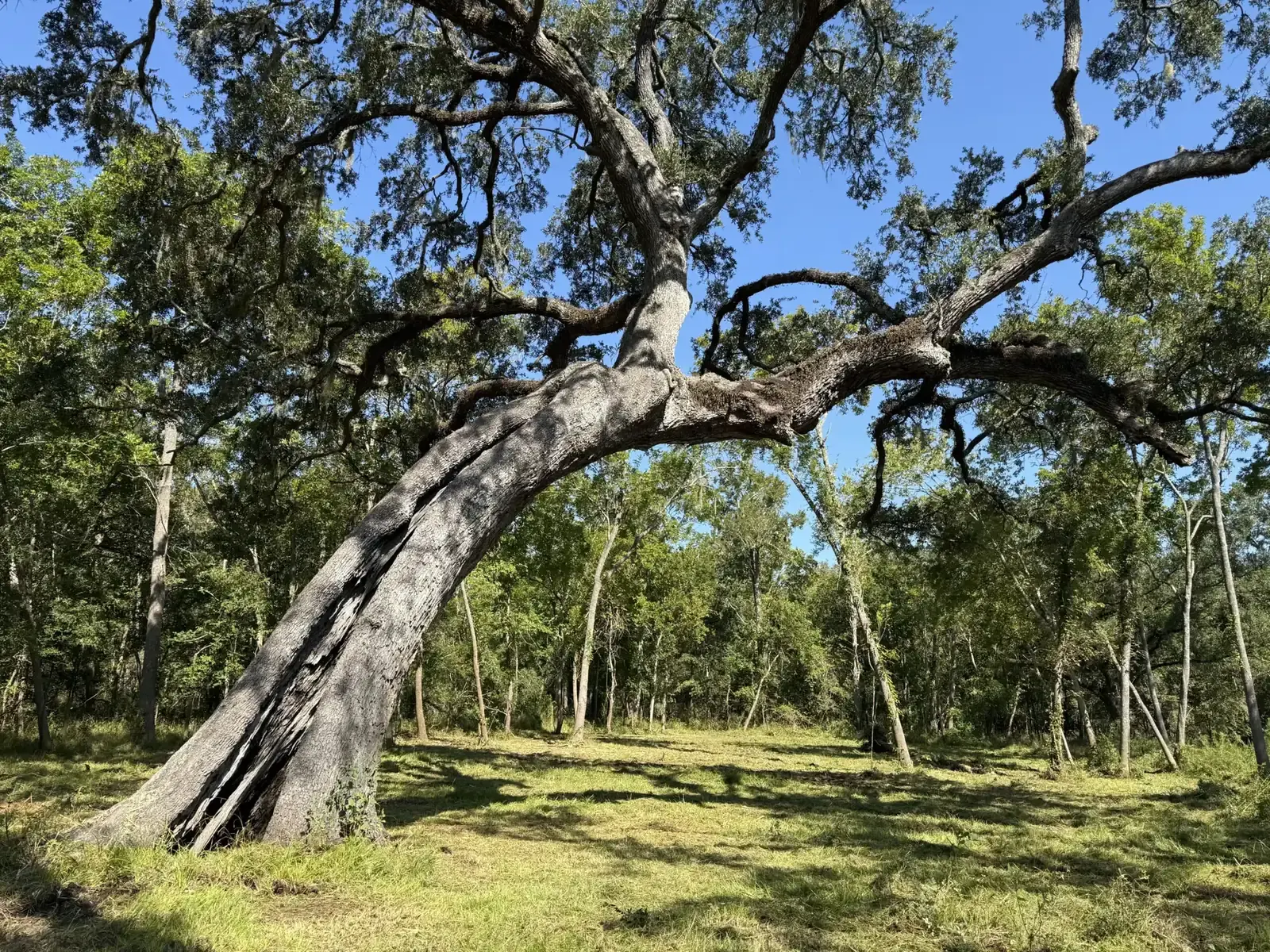 Understory cleared beneath a large live oak, leaving open grass