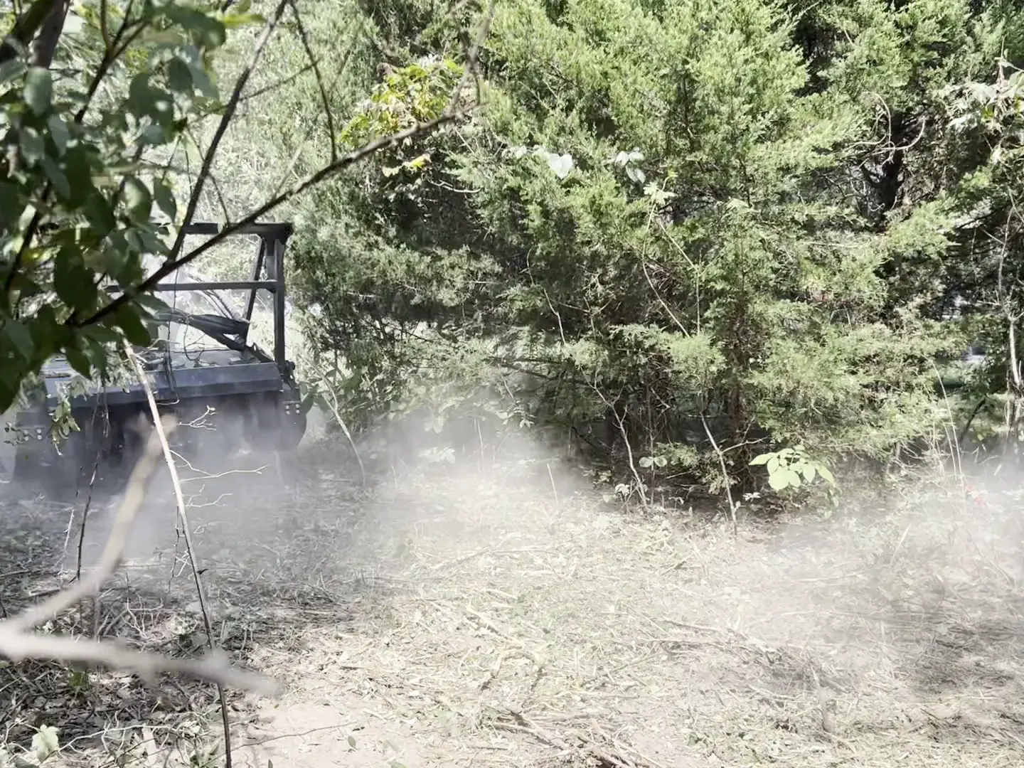 Forestry mulcher working into a dense cedar thicket