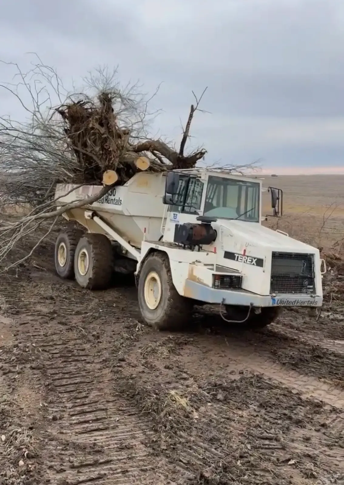 Articulated dump truck hauling cleared trees off a field