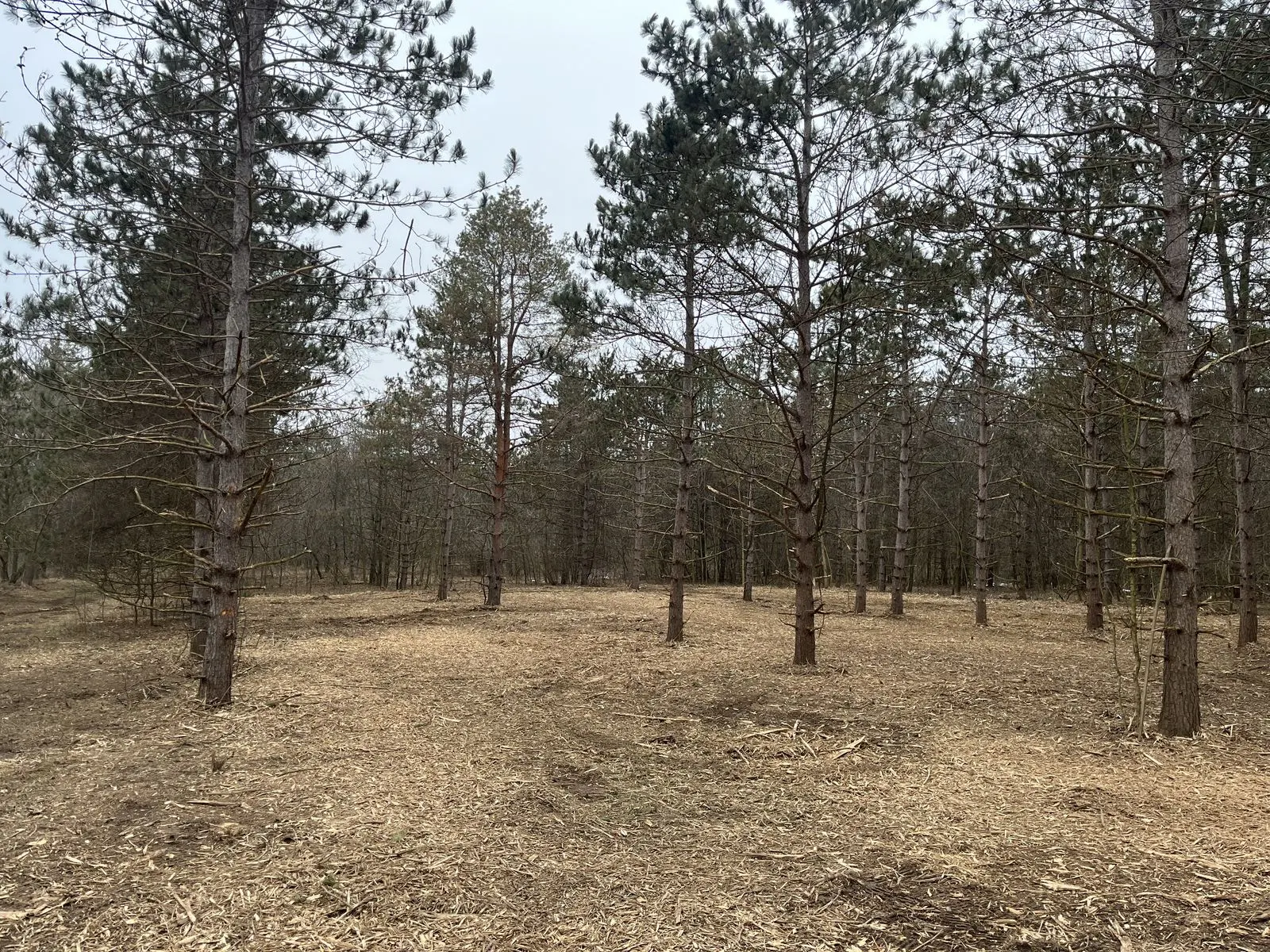Pine woods with brush and understory cleared, Michigan