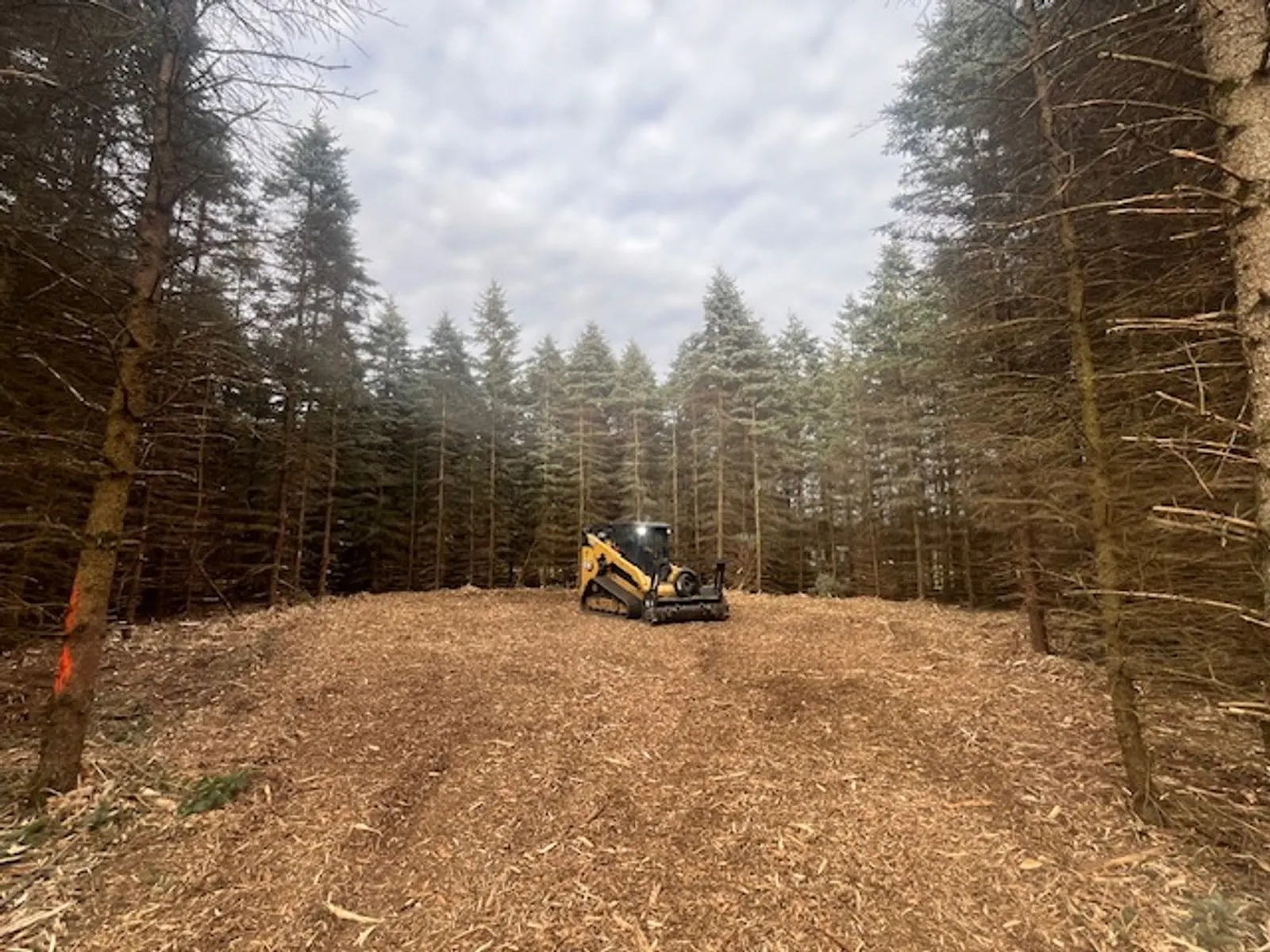 Track loader in a pine plantation with the understory mulched, Michigan