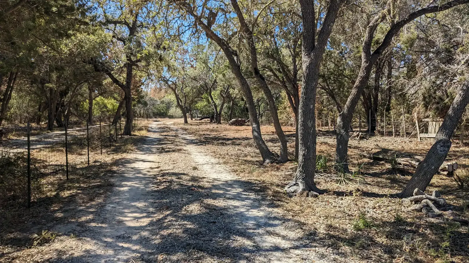 Trail cleared beneath live oaks with brush removed