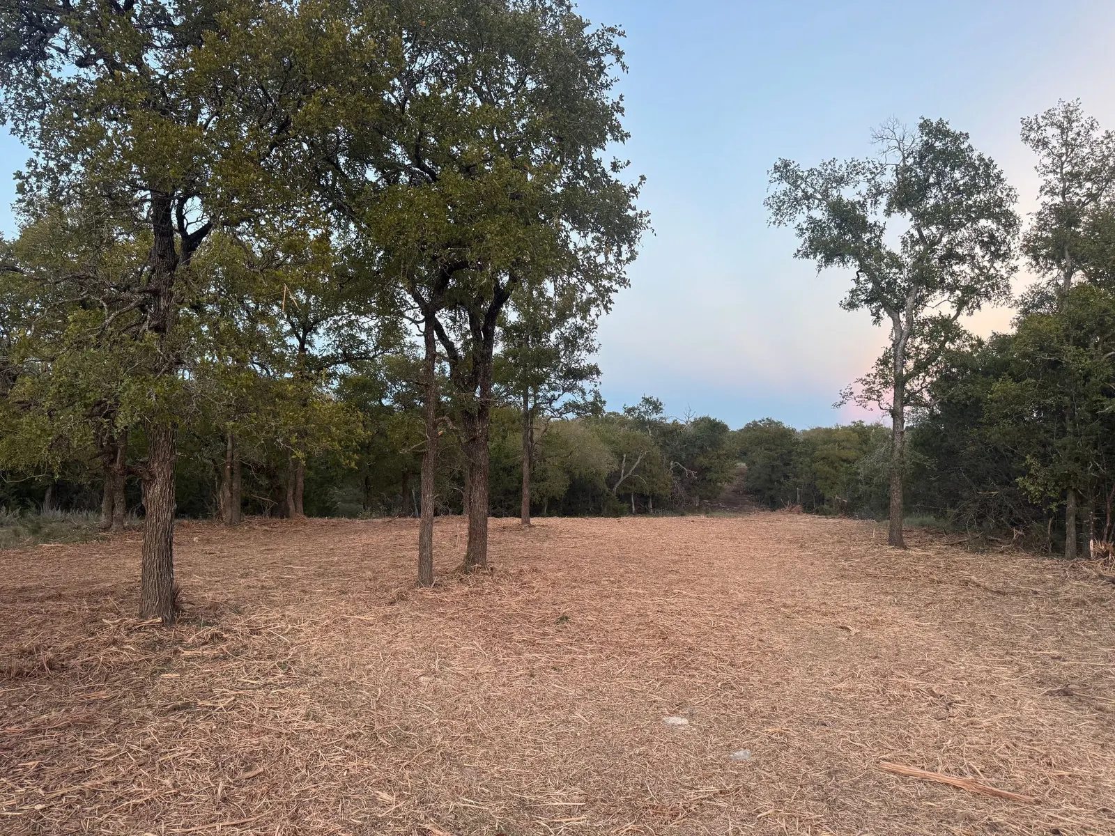 Cleared and mulched lot with oak trees kept, Central Texas