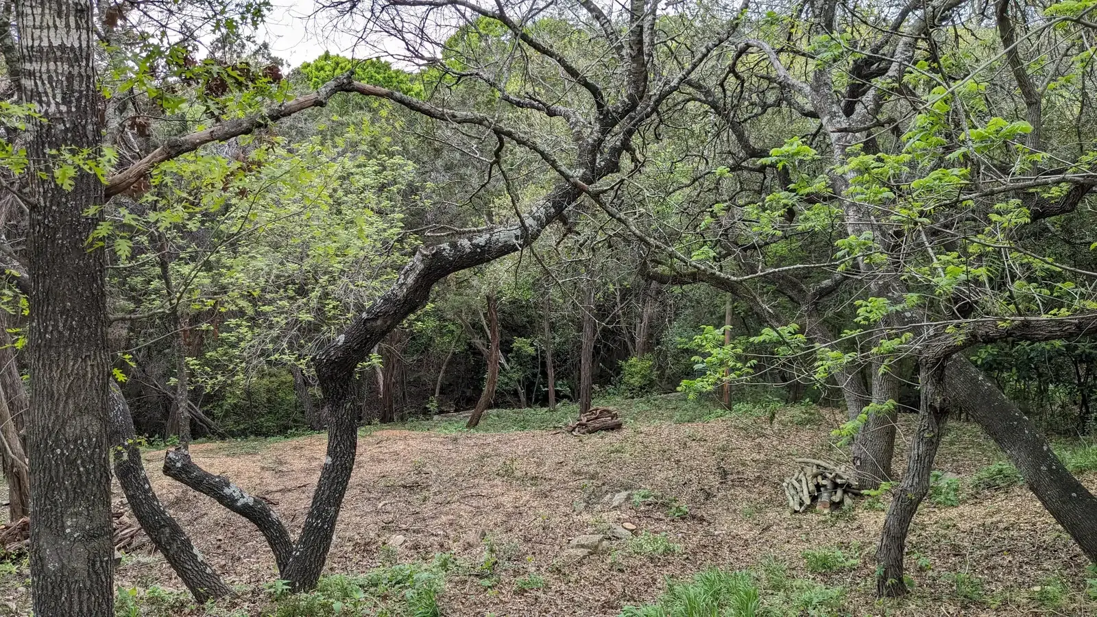 Wooded area with understory brush thinned out